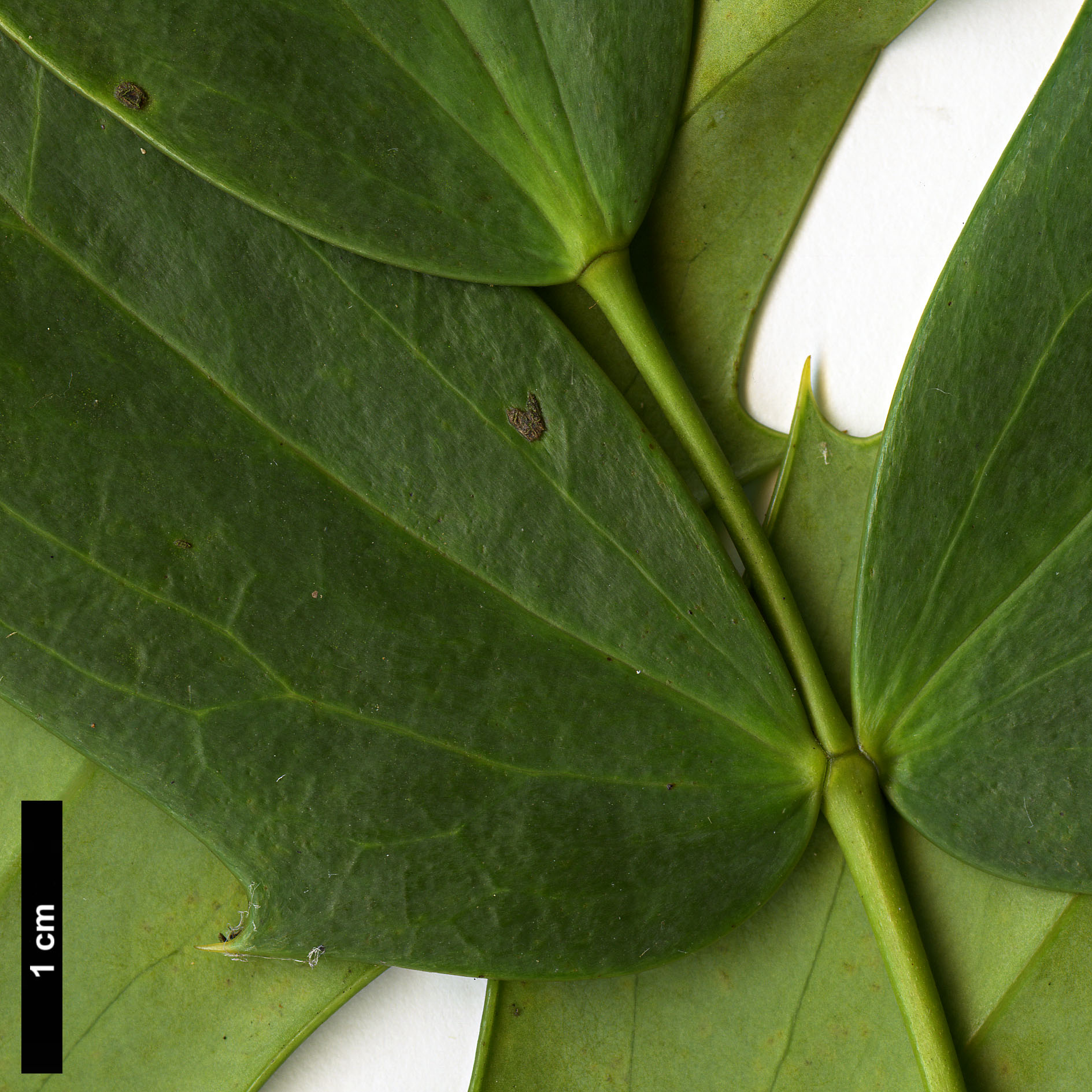 High resolution image: Family: Berberidaceae - Genus: Mahonia - Taxon: ×media (M.japonica × M.oiwakensis subsp. lomariifolia)